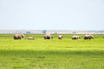 Safari in Amboseli, Kenya, Africa. Elephants family and herd on African savanna.
