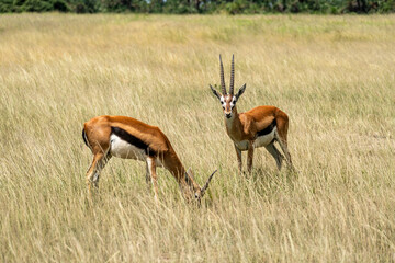 Group female Impala in Massai Mara. Animal watching in wild. African safari.