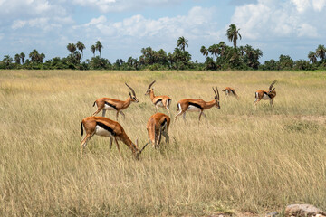 Animal watching in the wild. African safari. Group female Impala in Massai Mara