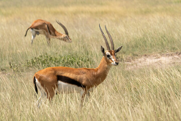Impalas antelopes in Kruger National Park. One in front looking at us and rest more in distance....