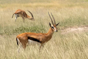 Foto op Canvas Impalas antelopes in Kruger National Park. One in front looking at us and rest more in distance. Male impala. Game viewing. Self drive safari. © diy13