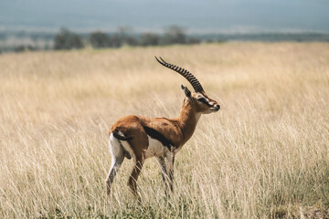 Male Impala Aepyceros melampus grazing in dry savannah. Serengeti National Park, Tanzania