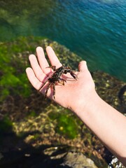 An animal crab on a man's arm. Catch of marine animals. Inhabitants of the seas and oceans.