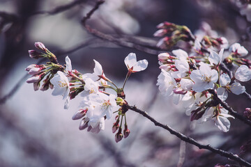 桜