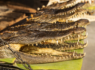 dry crocodile head with teeth.