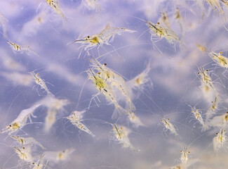 small transparent shrimps in the water as a background.