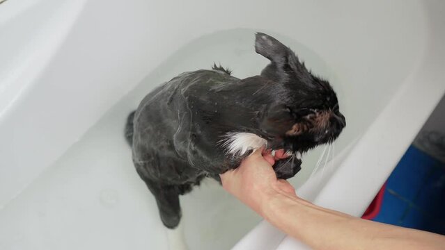 Woman pouring flea shampoo onto cat. Parasite control bathing of kitty in bathtub, veterinarian home care recommendations. Pets caring, disinfection treatment, flea extermination