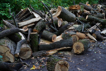 sawn trees in a park. Natural wooden logs pile.