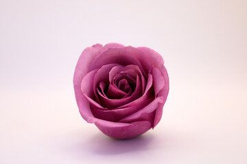 Pink rose on table against white wall
