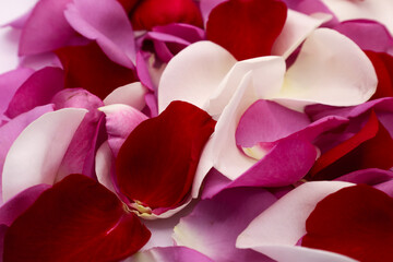 a close up view of the petals of a flower arrangement