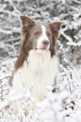 Amazing border collie in winter