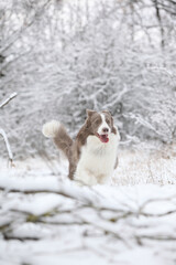 Beautiful border collie in winter