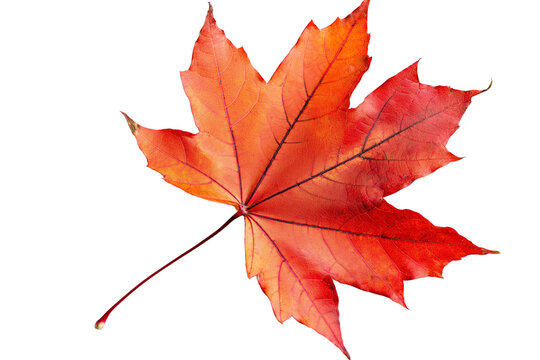 A solitary red maple leaf on an isolated white backdrop