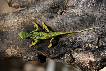 A gecko is a species of lizard from the gecko family Gekkonidae. This species is endemic to eastern Tanzania. Tanzania, Zanzibar	