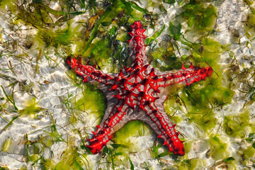 Asteroidea starfish - a group of marine predators from the echinodermata type Echinodermata. These...