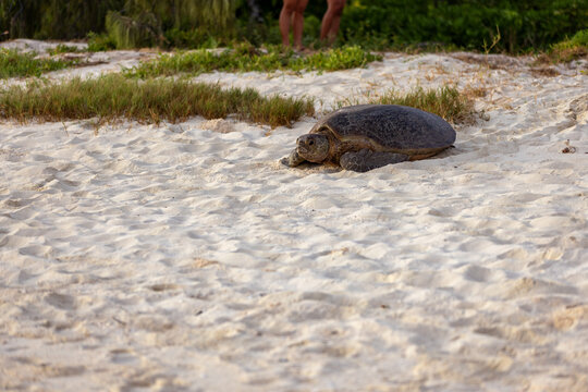 turtle heading down beach