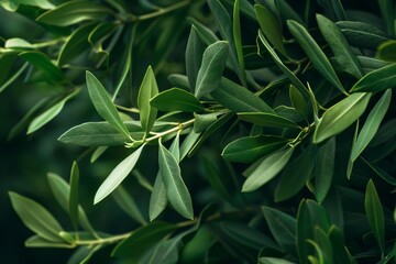 Fototapeta na wymiar Close Up of a Green Leafy Tree