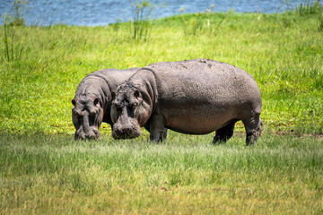 two Hippo grazing near water of lake edward of Uganda, hungry hippopotamus eating grass