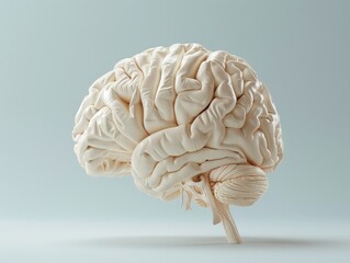 3D illustration of Human brain Anatomical intend for brain examinations in medical school concept - obrazy, fototapety, plakaty