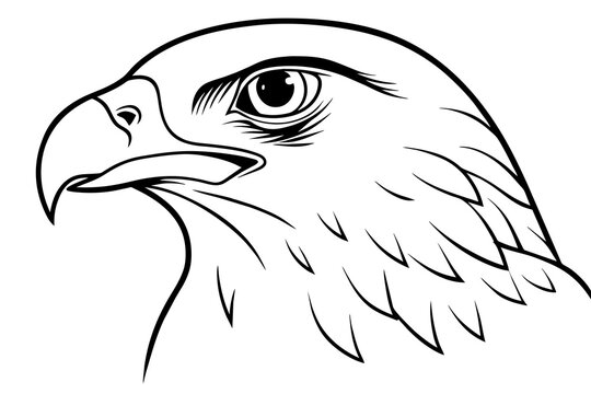 hawk head silhouette vector illustration