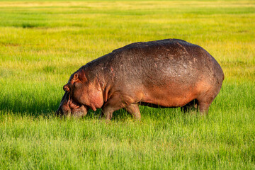 hippo eating grass in vast open plains of Amboseli National Park in Kenya