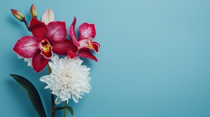 Orchid flower and chrysanthemum flower against blue background  ,Generative ai, 