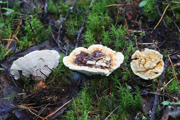 Orange spine, Hydnellum aurantiacum, also known as orange Hydnellum, wild tooth fungus from Finland