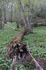 Vieux tronc d'arbre mort