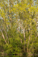 Arbres au bord d'une rivière
