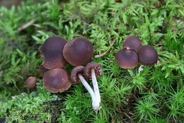 Gymnopus impudicus, wild mushroom from Finland