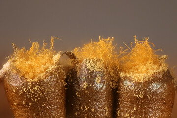 Trichia varia, a slime mold, microscope image, field of view of the image is 3 mm.