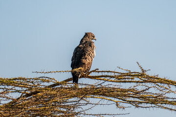 Steppe eagle or Aquila nipalensis closeup perched on tree in natural blue sky background during winter migration at jorbeer conservation reserve bikaner rajasthan india asia
