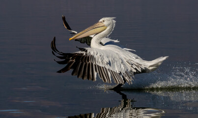 Dalmatian Pelican of Kerkini Lake