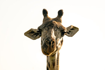 Giraffe head. Profile of giraffe head