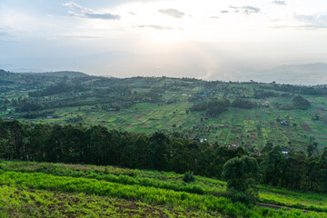 Fototapeta na wymiar Scene of extensive plantation on tea estate near Karoit, West Kenya highlands, overlooking the Great Rift Valley. T bushes in foreground. Kenya, Africa.
