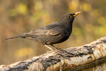 Blackbird sitting on the ground