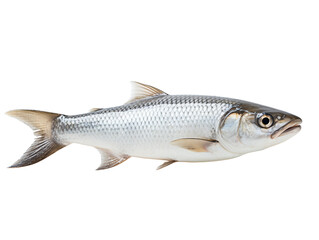 Mullet isolated on transparent background, PNG available
