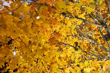 autumn leaves background