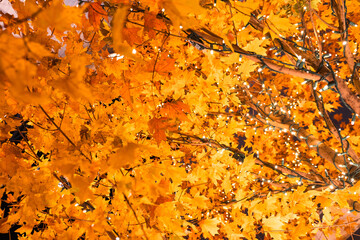 autumn leaves background