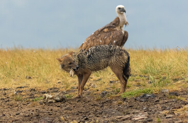 Golden Jackal in a natural habitat
