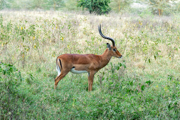 Impala herd in the green grass of Kruger Park, South Africa