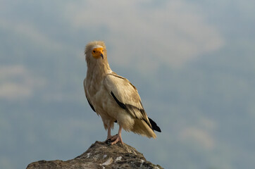 Egyptian vulture in natural habitat in Bulgaria