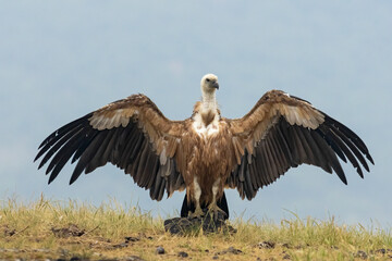 Griffon Vulture (Gyps fulvus) on feeding station
