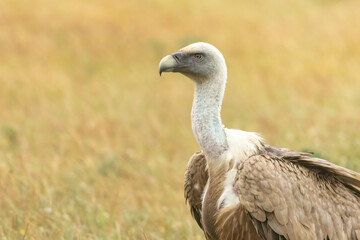 Griffon Vulture (Gyps fulvus) on feeding station