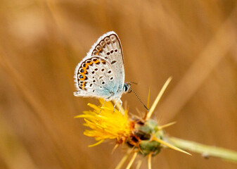 Small butterfly sitting on plant