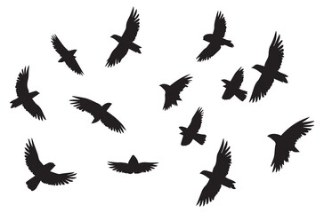 Birds set black silhouette isolated vector