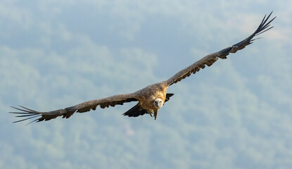 Griffon Vulture (Gyps fulvus) on feeding station
