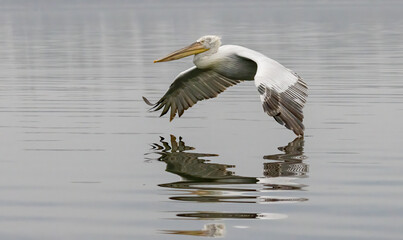 Dalmatian Pelican of Kerkini Lake