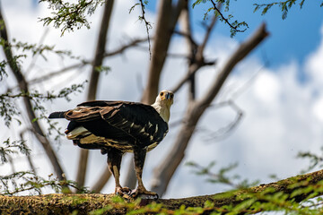 Botswana, Chobe National Park on the Zambezi River. African Fish Eagle on a dry tree on the river. Gorgeous strong bald eagle sitting nearby green vegetation