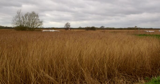 wide shot of Norfolk reeds growing next to the river Bure. At Norfolk Broads, Ludham on the river Bure